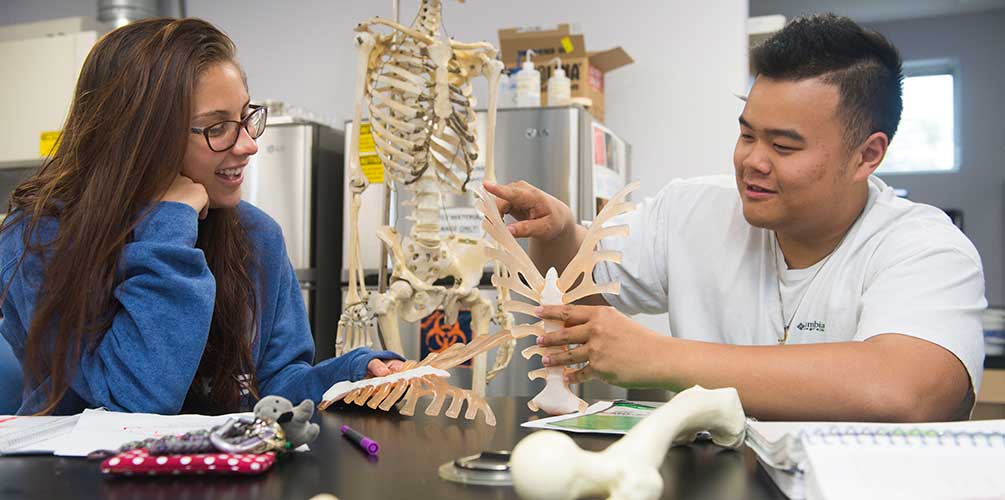 Two students studying the structure of the lungs
