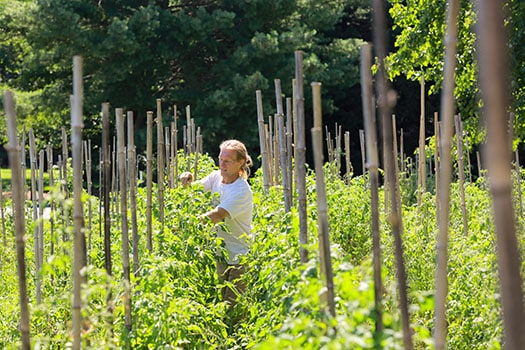 Paul Callahan, class of 1994, picking vegetables at his farm